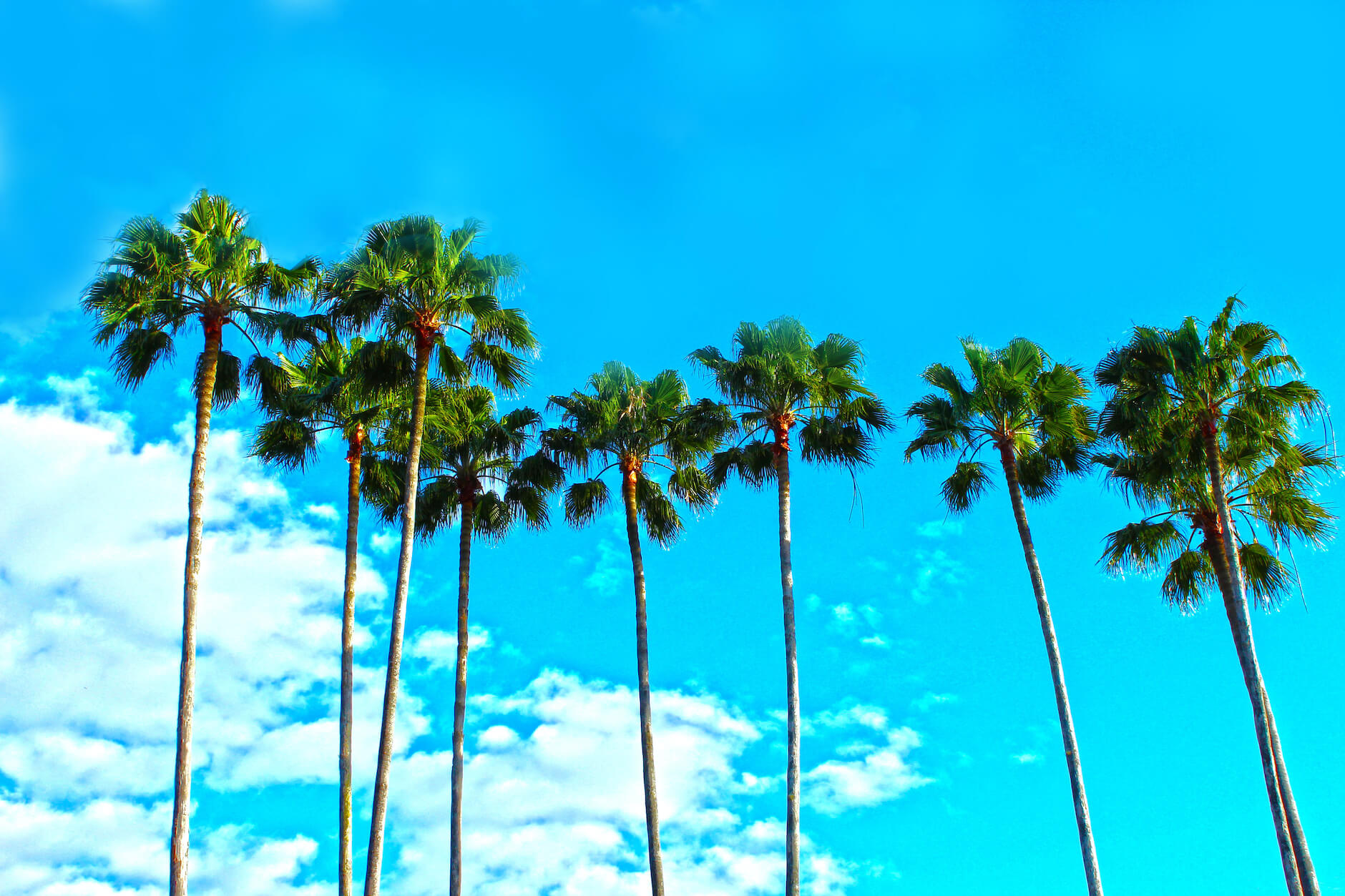 palm trees